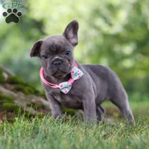 Berry, French Bulldog Puppy